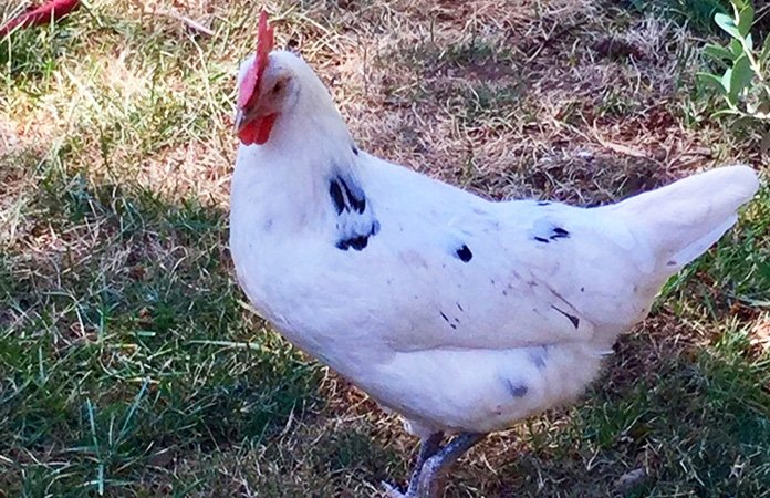 Características y rasgos de la gallina California White